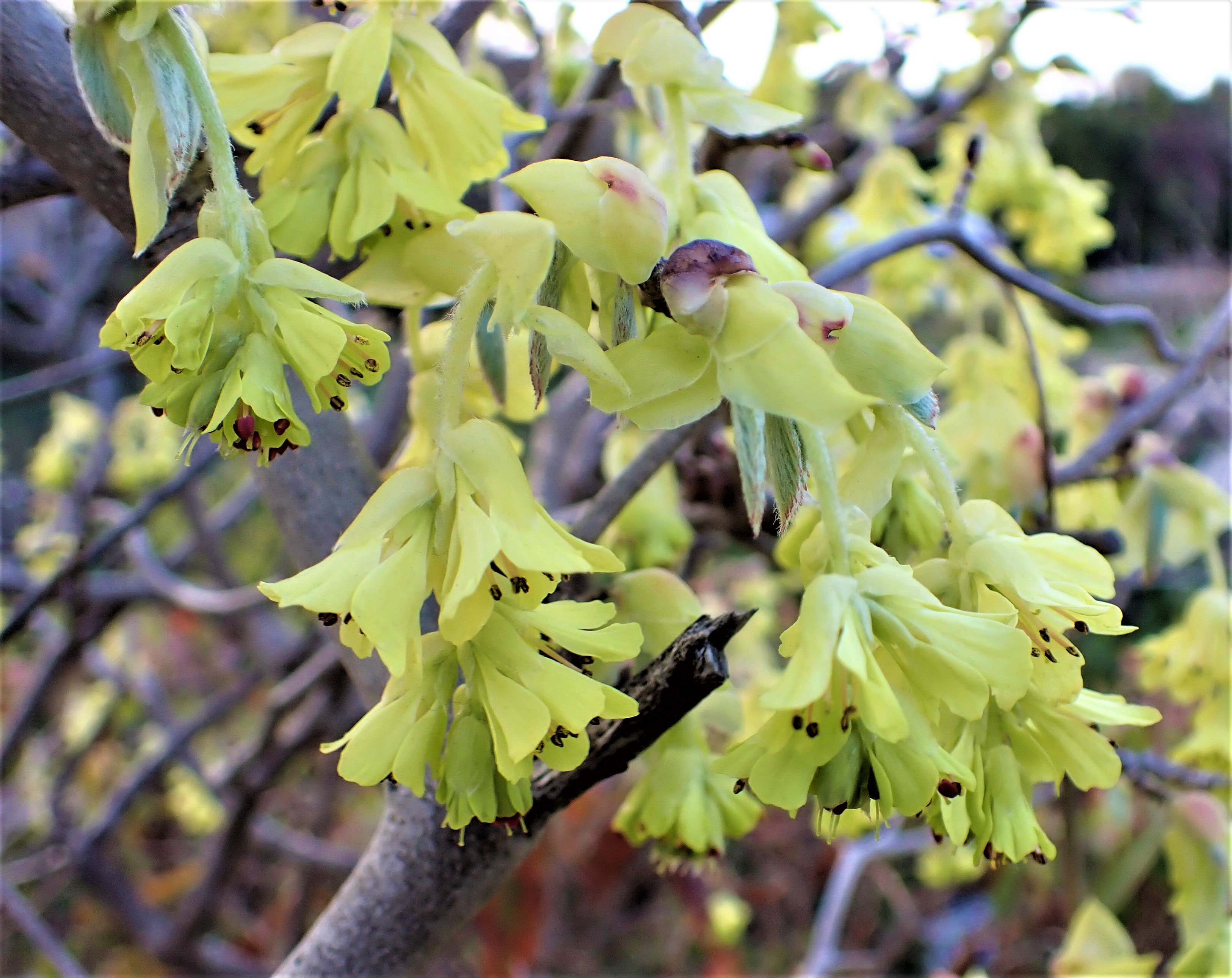155．《トサミズキ（土佐水木）》 | ニッセイ緑の財団ニュース